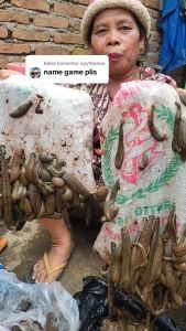 Minyak Lintah Dayak 100% Ori