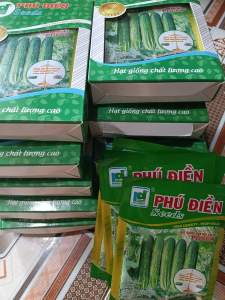 Hạt giống dưa chuột chịu nhiệt Venus 18