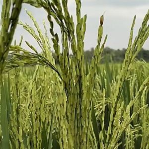 BIBIT BENIH PADI VARIETAS INPARI 30 TERBARU BERAT 10 KG