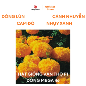Hạt giống hoa vạn thọ Mega 46 Cam Lùn bông to đều form tròn đẹp cây khỏe gói 20 hạt