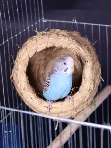 รังนกแก้ว รังนกฟาง รังฟาง ที่นอนนก จากวัสดุธรรมชาติ บ้านนก รังหญ้า รังนก ชูก้า บ้านนก ที่หลบภัย หนู กระรอก ชูก้า แฮมส์เตอร์ งานถักมืออย่างดี