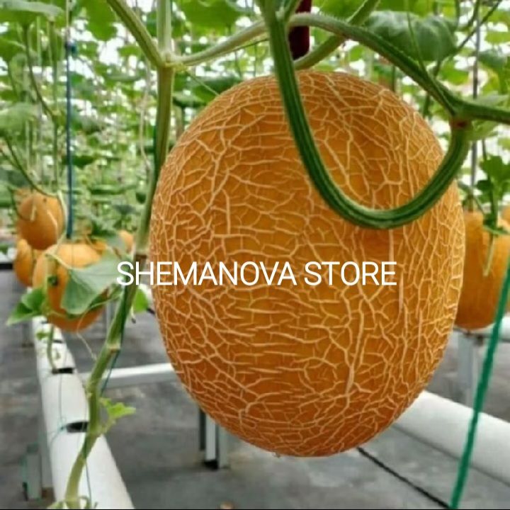 100 BENIH MELON MADU MANIS SUPER UNGGULAN BENIH SIAP TANAM Lazada