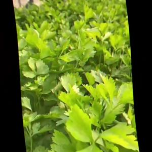 SORNDAENG 🇹🇭 ผักซอง S100# พริกหนุ่มขาวลูกผสม หยกขาว 31 F1 พริก เมล็ดพันธุ์ เมล็ดพันธุ์ลูกผสม เมล็ดพันธุ์ผัก ผักสวนครัว ผักศรแดง