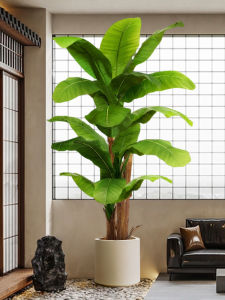 Indoor High-end Decoration Large Foliage Plant