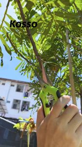 Kosso หัวตรง กรรไกรสำหรับตัดแต่งกิ่งไม้กรรไกรแต่งกิ่งและพุ่มไม้ #1301  FSA