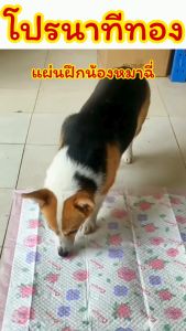 แผ่นฝึกน้องหมาฉี่/Homequality.TH/น้องถ่ายเป็นที่ ไม่เลอะเทอะ