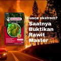 Benih Cabe Rawit MASTER isi 10 Gram/ Bibit Cabe Rawit Master/ Benih Cabai Master. 