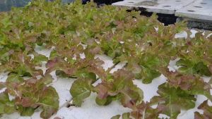 ปุ๋ยน้ำAB ปุ๋ยไฮโดรโปรนิกส์ ปุ๋ย AB ปุ๋ยไฮโดรโปนิกส์ ปุ๋ยน้ำ ผักสลัด ผักไท ปุ๋ยเอบี สารอาหารครบทุกชนิด / Two-part fertilizer 1000ML New