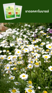 ชาดอกคาโมมายล์ (Chamomile Flower Tea)