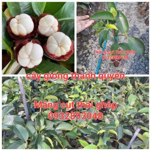 CÂY MĂNG CỤT THÁI GHÉP CÀNHCÂY CHUẨN GIỐNGCAM KẾT TRỒNG 2 NĂM RA TRÁI
