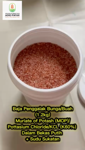 Baja Penggalak Bunga/Buah (1.2kg) Muriate of Potash (MOP)/Pottasium Chloride/KCL (K60%) Dalam Bekas Putih + Sudu Sukatan