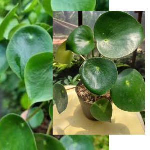 Raindrop Peperomia