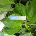 Daun Talingkup Segar Per 500 Gram. 