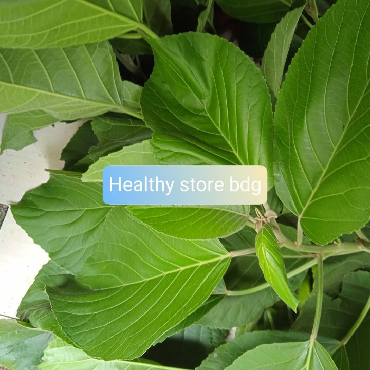 Daun Talingkup Segar Per 500 Gram