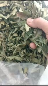 Daun salam Koja/temoeroi/daun kari kering 25 gr