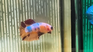 Plakat Marble/Candy/Fancy 大理石/糖果/花色 将军 Betta Fish Ikan Laga 打架鱼/斗鱼 (Male/Jantan/雄鱼)