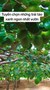 Mứt Táo sấy dẻo ít đường  tách hạt Ninh Thuận