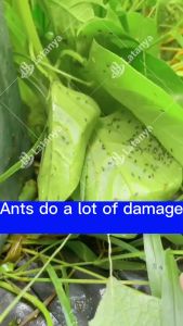 no ants for 10 years One infected whole nest died Effective Powder Ant Killing Bait Serial killing of black red and yellow ants kill rate up to 100%Insect Killer pests bugs insecticides pesticides trap Repeller Control trapping