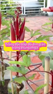 Hạt Giống Đậu Bắp Đỏ dể trồng-10gr