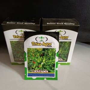 Benih Cabai Rawit Hijau Rayama F1 Isi 10 Gram (Benih Unggul Dan Berkualitas ) Anti Virus Gemini Kuning Puret Kriting Daun Layu Fusarium / Perawatan Mudah Produksi Tinggi Berbobot Lebat / Tahan Simpan Lama Sangat disukai Pasar