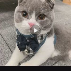 Bộ dây dắt cho Chó Mèo kèm yếm sọc caro dễ thương - Love Pets Shop