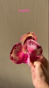 orphic. [IMPROVED] Orchid Hairclamp Hair Clamp Accessory
