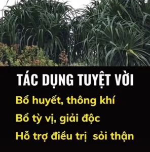 Cây dứa dại đa công dụng (cây giống có rễ)