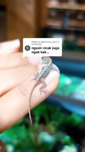 BACUYA Aromatic Spray Pengusir Cicak