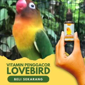 Vitamin Burung Lovebird / Doping Lovebird Konslet / Vitamin Lovebird Konslet Gacor Obat Ngekek