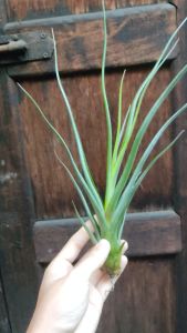 Tillandsia Mali Dofitas (Tillandsia caput medusae x Tillandsia bulbosa) /空气凤梨-  章鱼 x 女王头