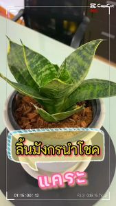 ลิ้นมังกรนำโชคพันธุ์แคระ กระถาง 5 นิ้ว ไม้มงคล ไม้ฟอกอากาศ