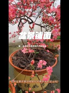 Preserved Moss/Lumut Awetan/Forest Dried Moss/Lumut Abadi/Dekorasi Mossekorasi Lumut Kering Josanty