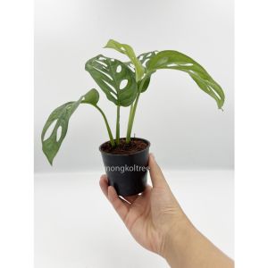 พลูฉลุ Monstera Adensonii ต้นพลูใบฉลุ ในกระถาง 3 นิ้ว ต้นไม้ในร่ม ต้นไม้ฟอกอากาศ ต้นไม้น้ํา พลูด่าง