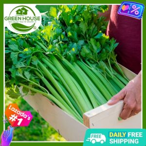 Green House® - Celery Seeds TALL UTAH F1 Hybrid (400 Seed) for Planting Vegetable Plants incl. Instruction for Seleri