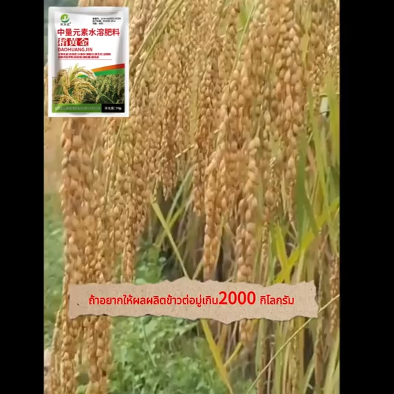 🌾 ฮอร์โมนพืช สำหรับข้าว 🌾 ช่วงข้าวท้อง ออกรวง เพิ่มน้ำหนัก ข้าวออกสุดรวง ออกพร้อมกัน ฮอร์โมนข้าว ลดการหลุดร่วง อวบทุกเม็