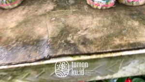 Bambu Hoki | Bambu Rejeki | Pohon Keberuntungan Bambu Hoki 3 Tingkat