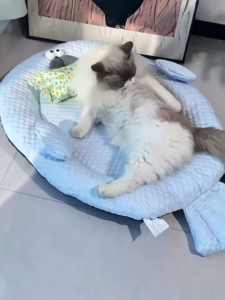 ที่นอนสัตว์เลี้ยง เตียงสุนัข เตียงแมว แผ่นเจลเย็น แผ่นเย็นสุ ที่นอนสุนัขแบบเย็น ที่นอนแมว แผ่นเย็นแมว สัตว์เลี้ยง