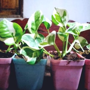 พลูงาช้าง ในกระถาง 2 นิ้ว รากเดินดี (ชอบร่มรำไร)