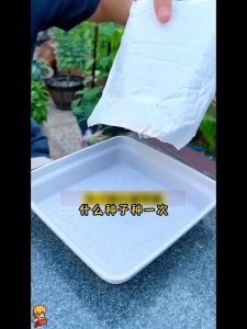 Anthelmintic chrysanthemum seeds 驱蚊虫菊花  四季除虫花室内室外驱蚊草Seasonal insecticidal flowers indoor and outdoor mosquito repellent grass