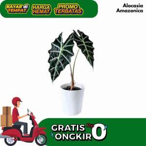 Tanaman Hias Hidup Alocasia Amazonica Air Mata Bunda Ukuran Remaja Murah Kualitas Premium