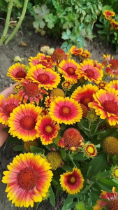 Benih GAILLARDIA - Biji Bunga Gailardia