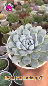 Sen đá Bạch Mã Hoàng Tử size Trung 8 cm cây khỏe già vượt size
