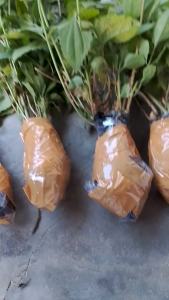 Tumbuhan Bibit Daun Kirinyuh: Manfaat dan Cara Penggunaan