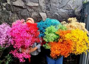 [20 & 60 gr] Preserved Baby Breath - Bunga Gypsophila Natural Dried Flower - Bunga Kering Alami High Quality Import Murah - Rangkai Bunga Dekorasi Rumah Wedding Flower Bouquet Buket Bucket Hadiah Kado Anniversary Photo Decoration