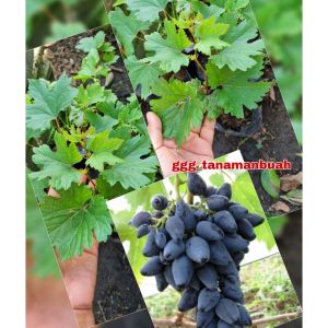 Bibit Anggur Gozv Asli: Tanaman Anggur untuk Pemula