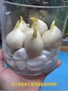 Tulip seeds 郁金香种子 四季可种植水培土培种子hydroponic and soil cultured for four seasons flowering and fast-growing seeds 户外家居花园装饰