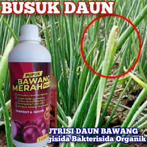Pupuk Bawang Merah Penyubur Tanah Pelebat Tunas Cegah Hama Moler Embun Bulu Busuk Daun
