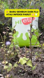 Susu Kambing Etawa Bubuk 1kg Alami Bebas Sesak Nafas - Varian Original - Paket 2 - HiEta