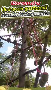 ติดดกดี ขนาดทดลอง สูตรปุ๋ยเร่งผล แก้ปัญาผลร่วง ผลเล็ก ผลไม่สวย เพิ่มน้ำหนักผล เร่งแป้ง เนื้อรสหวาน