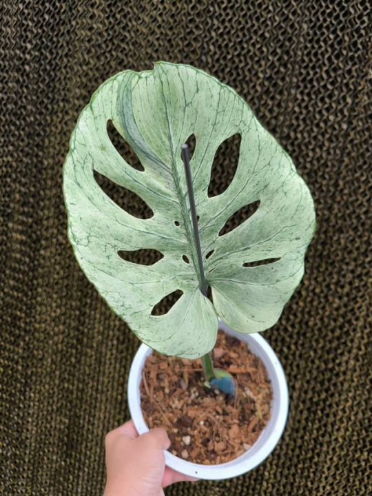 philodendron imperial pflege Philodendron 'Imperial Red' main image 1